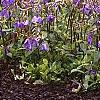 Phlox stolonifera 'Sherwood Purple', habit
