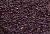 Phlox stolonifera 'Sherwood Purple', habit