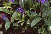 Phlox stolonifera 'Sherwood Purple', flowers