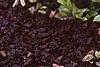 Phlox stolonifera 'Sherwood Purple', flowers