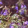 Phlox stolonifera 'Sherwood Purple', flowers