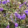 Phlox stolonifera 'Sherwood Purple', flowers