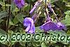 Phlox stolonifera 'Sherwood Purple', flowers