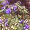 Phlox stolonifera 'Sherwood Purple', flowers