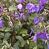 Phlox stolonifera 'Sherwood Purple', flowers