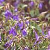 Phlox stolonifera 'Sherwood Purple', flowers
