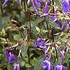 Phlox stolonifera 'Sherwood Purple', flowers