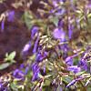 Phlox stolonifera 'Sherwood Purple', flowers