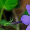 Phlox stolonifera 'Sherwood Purple', flowers