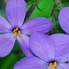 Phlox stolonifera 'Sherwood Purple', flowers