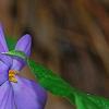 Phlox stolonifera 'Sherwood Purple', flowers