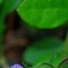 Phlox stolonifera 'Sherwood Purple', flowers