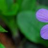 Phlox stolonifera 'Sherwood Purple', flowers