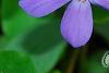 Phlox stolonifera 'Sherwood Purple', flowers