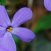 Phlox stolonifera 'Sherwood Purple', flowers