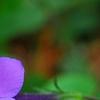 Phlox stolonifera 'Sherwood Purple', flowers