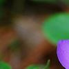 Phlox stolonifera 'Sherwood Purple', flowers