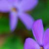 Phlox stolonifera 'Sherwood Purple', flowers