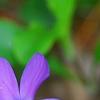 Phlox stolonifera 'Sherwood Purple', flowers