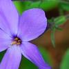 Phlox stolonifera 'Sherwood Purple', flowers