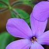 Phlox stolonifera 'Sherwood Purple', flowers