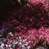 Phlox subulata, habit