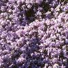 Phlox subulata, habit