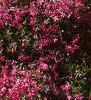 Phlox subulata, habit