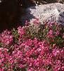Phlox subulata, habit