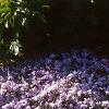 Phlox subulata, habit