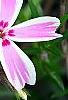 Phlox subulata 'Candy Stripe', flowers