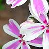 Phlox subulata 'Candy Stripe', flowers