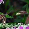 Phlox subulata 'Candy Stripe', flowers