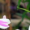 Phlox subulata 'Candy Stripe', flowers