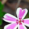 Phlox subulata 'Candy Stripe', flowers