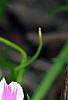 Phlox subulata 'Candy Stripe', flowers