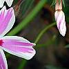 Phlox subulata 'Candy Stripe', flowers
