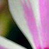 Phlox subulata 'Candy Stripe', flowers