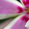 Phlox subulata 'Candy Stripe', flowers