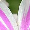 Phlox subulata 'Candy Stripe', flowers