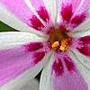 Phlox subulata 'Candy Stripe', flowers