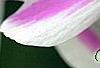 Phlox subulata 'Candy Stripe', flowers