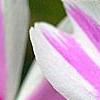 Phlox subulata 'Candy Stripe', flowers