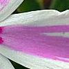 Phlox subulata 'Candy Stripe', flowers