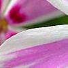 Phlox subulata 'Candy Stripe', flowers