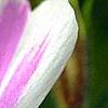 Phlox subulata 'Candy Stripe', flowers