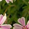 Phlox subulata 'Candy Stripe', flowers