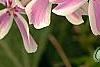 Phlox subulata 'Candy Stripe', flowers