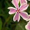 Phlox subulata 'Candy Stripe', flowers