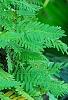 Polypodium polypodioides var. michauxianum, habit